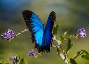 Ulysses Butterfly