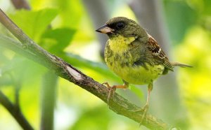 Emberiza personata