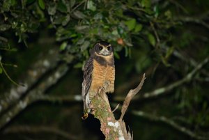 Murucututu-de-barriga-amarela