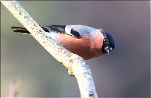 Bullfinch