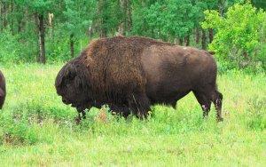 Brown-headed Cowbird on Bison