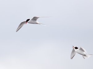 Arctic Terns, adult and juvenile