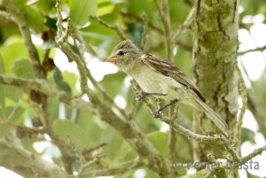 Northern Beardless Tyrannulet