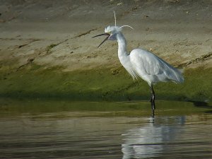 Little Egret