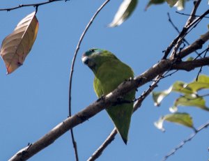 Double-eyed Fig Parrot