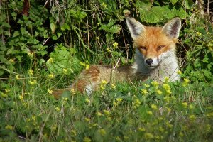 Sunbathing Red Fox
