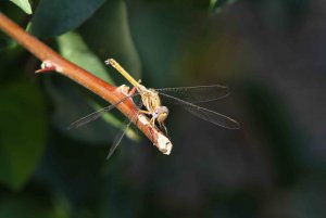 Red-veined Darter