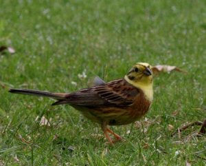 Yellowhammer