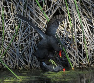 Common Gallinule