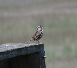 Song Sparrow