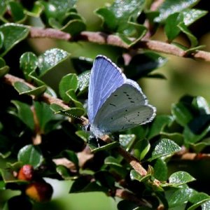 Holly Blue