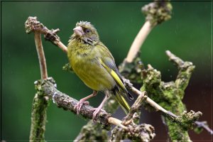 Greenfinch