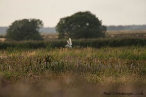 Barn Owl