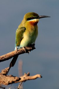 Blue-tailed Bee-eater