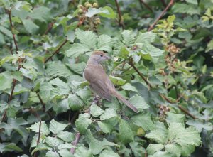 Blackcap (juvenile)