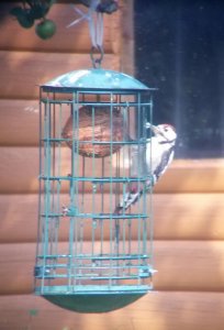 Young Male Great Spotted Woodpecker