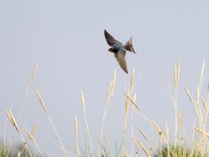 Barn Swallow