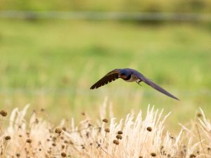 Barn Swallow