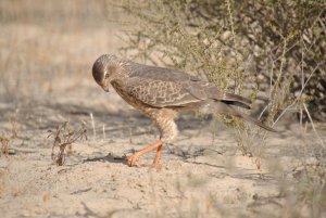 Pale Chanting Goshawk