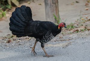 Australian Brush Turkey