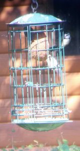 A Family Of Blue Tits In Feeder