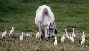 Cattle Egret