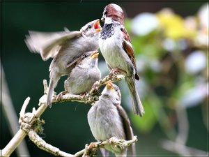Hungry Sparrows
