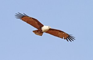 Brahminy Kite