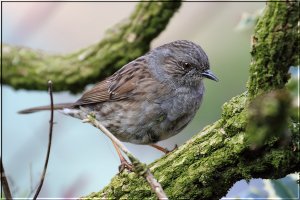 Dunnock