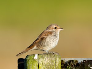 Red-backed Shrike