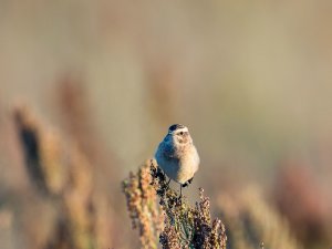 Whinchat