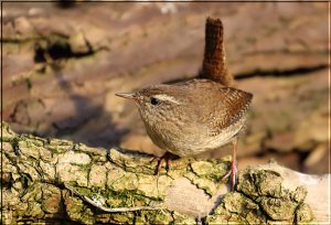 Wren