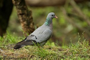 Stock Dove