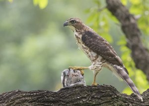 Crested Goshawk