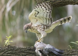 Crested Goshawk