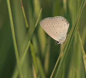 Small Blue