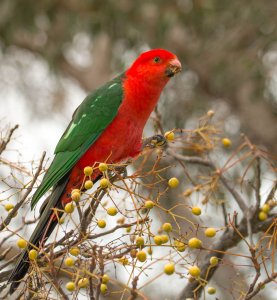 king Parrot