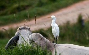 The last of the Bull and the Bird