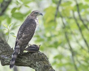 Crested Goshawk