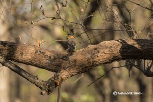 Brahminy Starling : Environmental Portrait