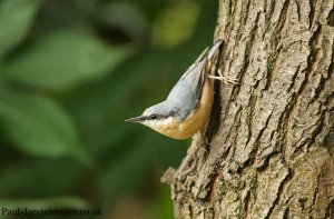 Nuthatch