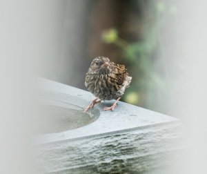 Juvenile Dunnock