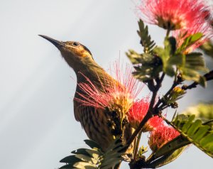 Macleay's Honeyeater