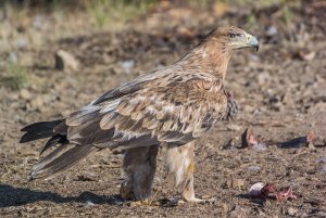 Aquila adalberti - guila Imperial Ibrica - Spanish Imperial Eagle