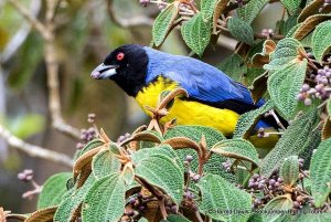 Hooded Mountain Tanager by Harold Davis