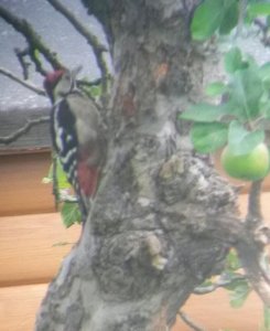 Great Spotted Woodpecker On A Tree