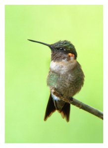 Ruby-throated Hummingbird