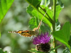 painted lady