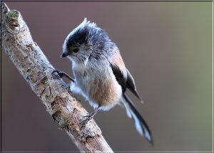 Long-tailed Tit