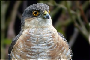 Sparrow Hawk